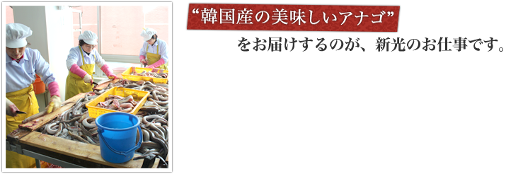 “韓国産の美味しいアナゴ”をお届けするのが、新光のお仕事です。